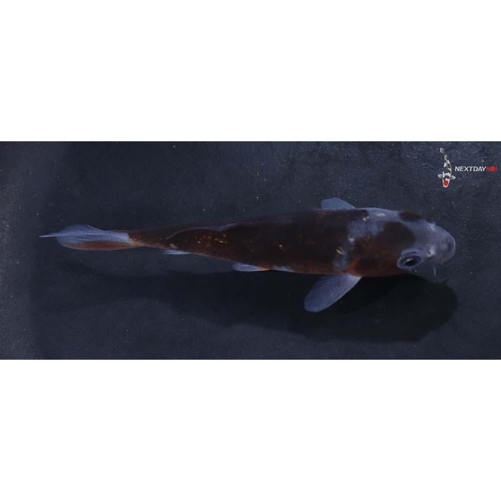 3.5” Imported Ochiba Shigure