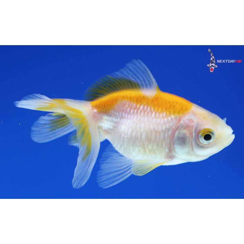 2.5” Imported Yellow and White Pearlscale