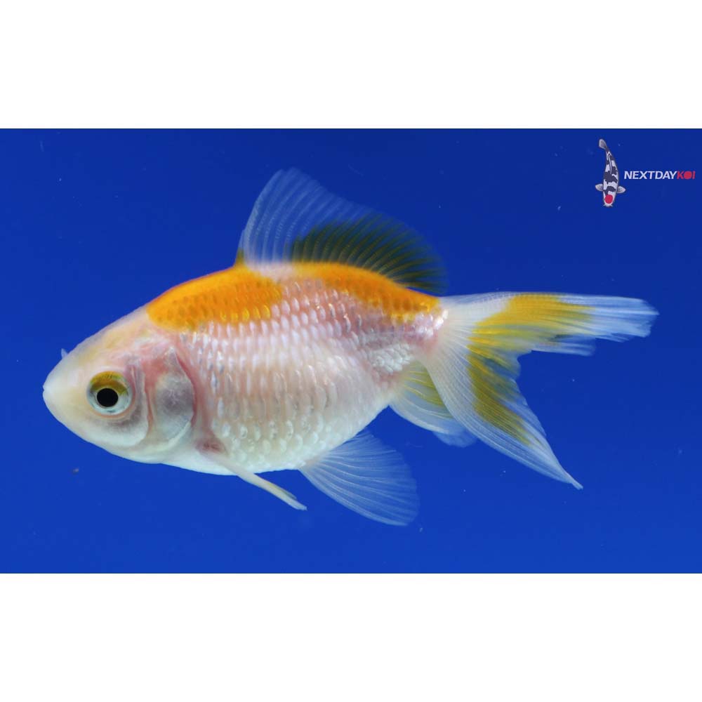 2.5” Imported Yellow and White Pearlscale