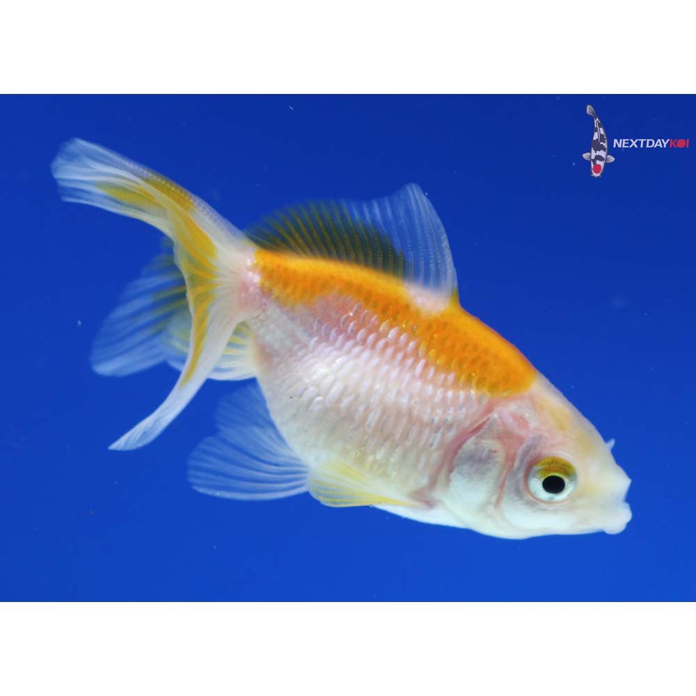 2.5” Imported Yellow and White Pearlscale