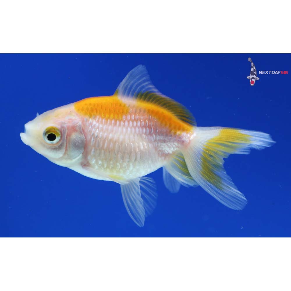 2.5” Imported Yellow and White Pearlscale