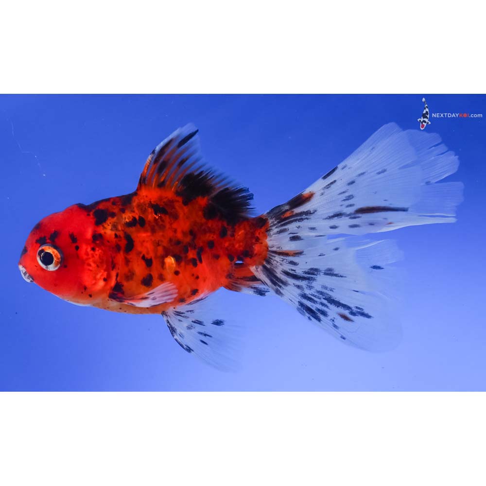 4.5” Imported Calico Oranda