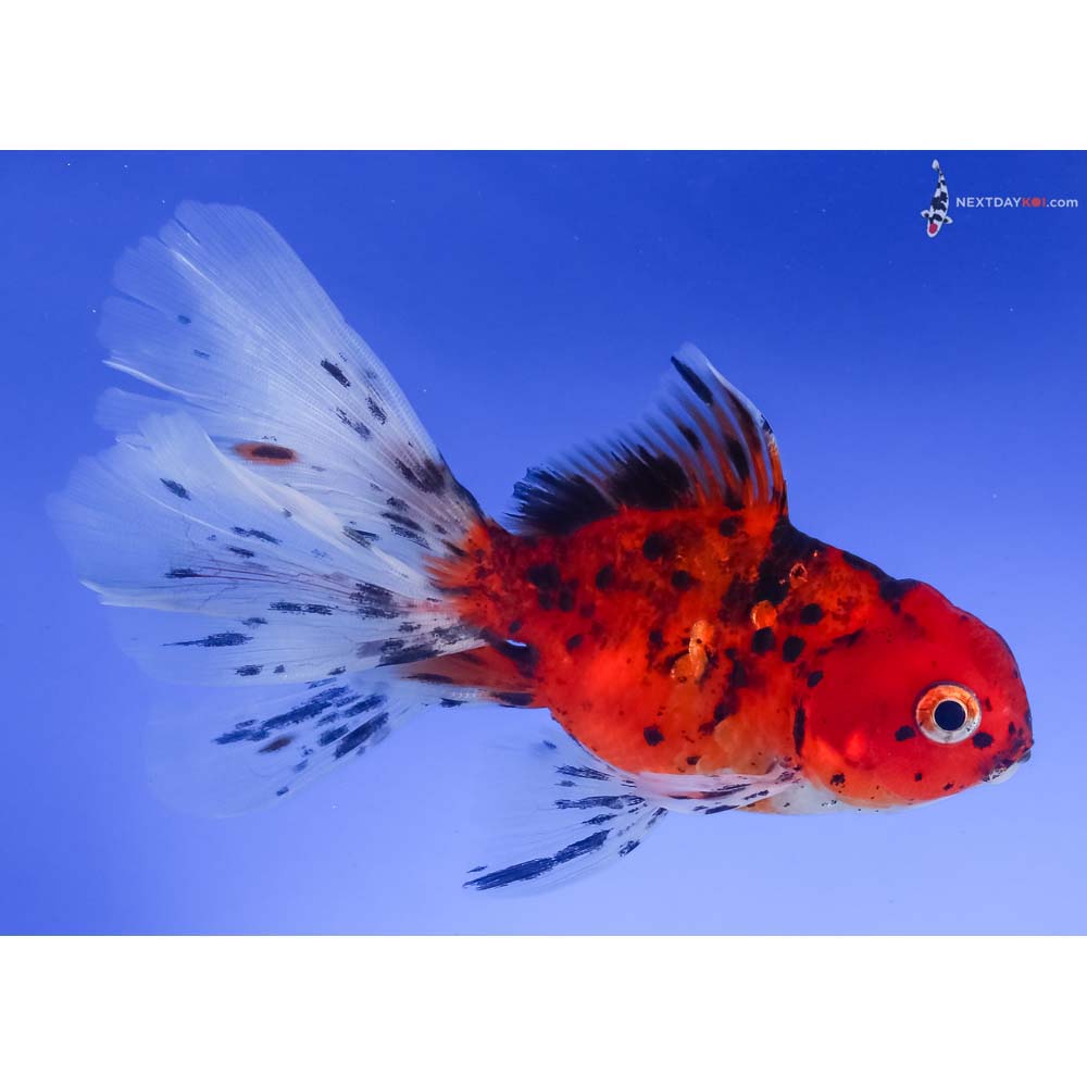 4.5” Imported Calico Oranda