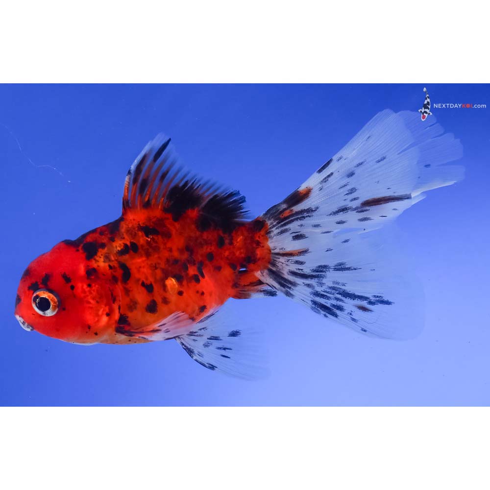 4.5” Imported Calico Oranda