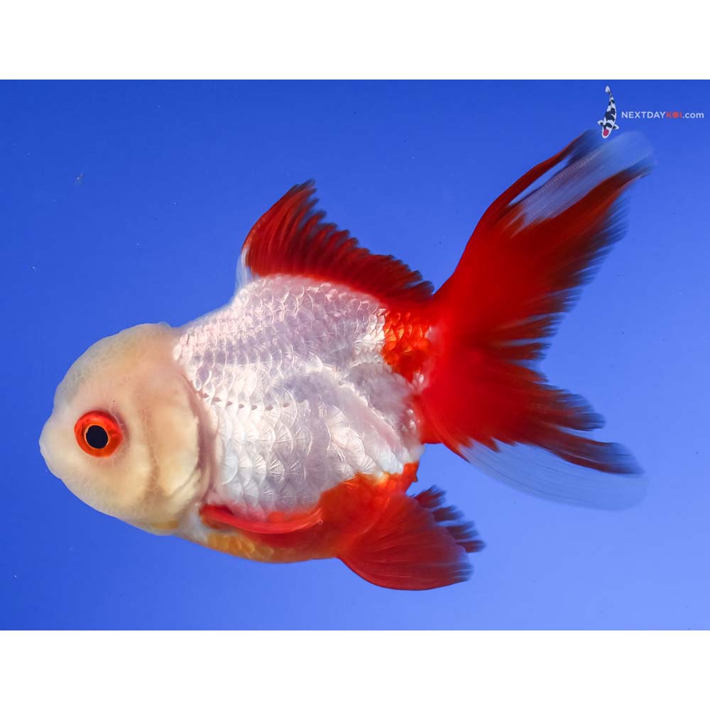 4” Imported Red and White Oranda