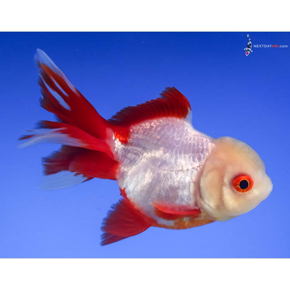 4” Imported Red and White Oranda