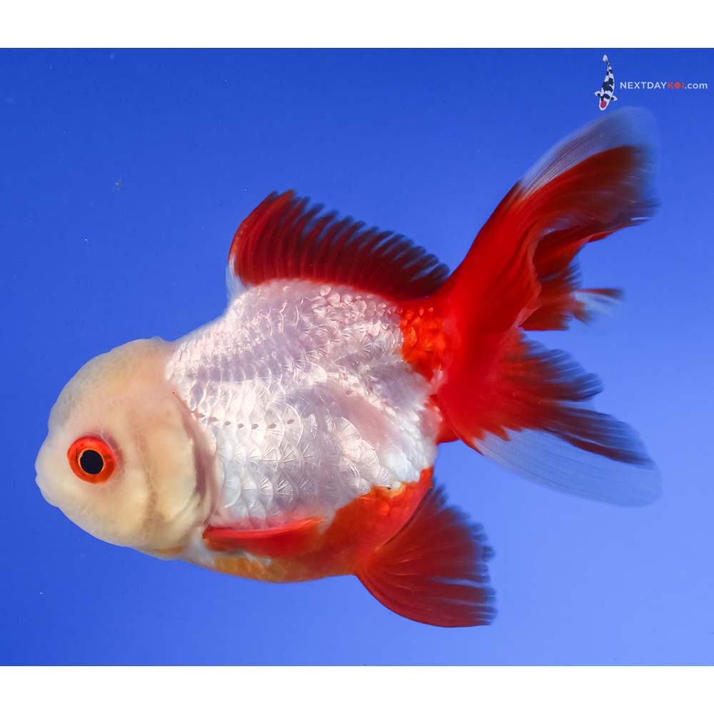 4” Imported Red and White Oranda