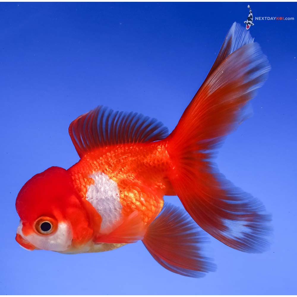 4” Imported Red and White Oranda