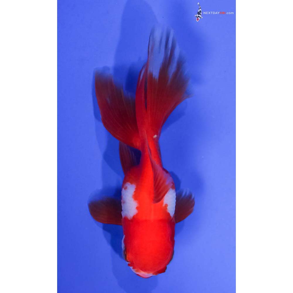 4” Imported Red and White Oranda