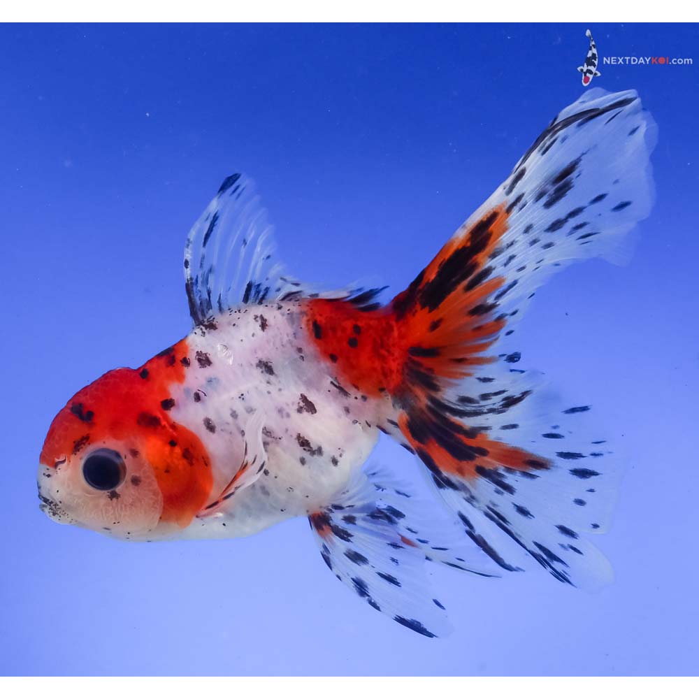 4.5” Imported Calico Oranda
