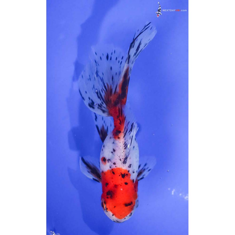 4.5” Imported Calico Oranda