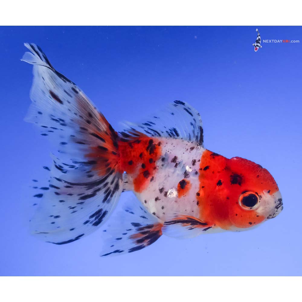 4.5” Imported Calico Oranda