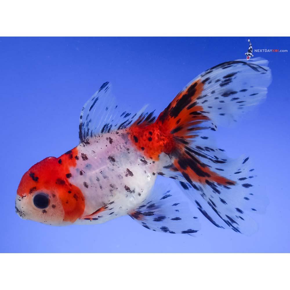 4.5” Imported Calico Oranda