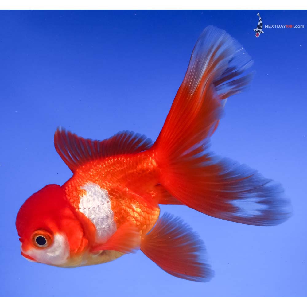 4” Imported Red and White Oranda