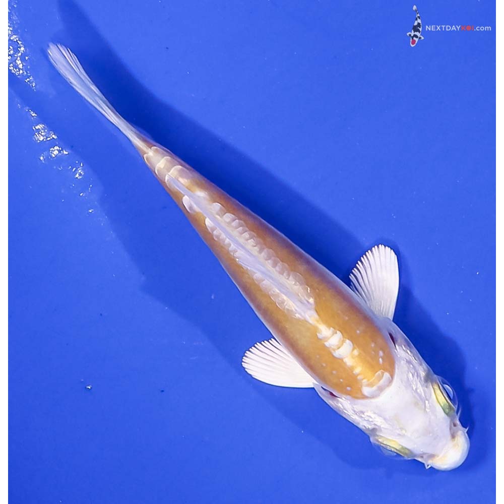 3” Imported Doitsu Lemon Hariwake