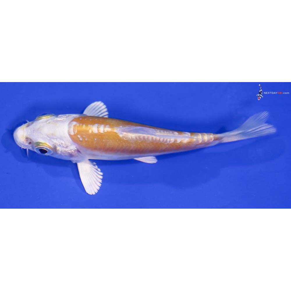 3” Imported Doitsu Lemon Hariwake