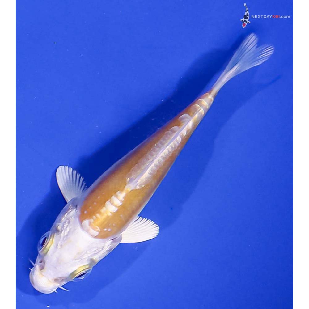 3” Imported Doitsu Lemon Hariwake