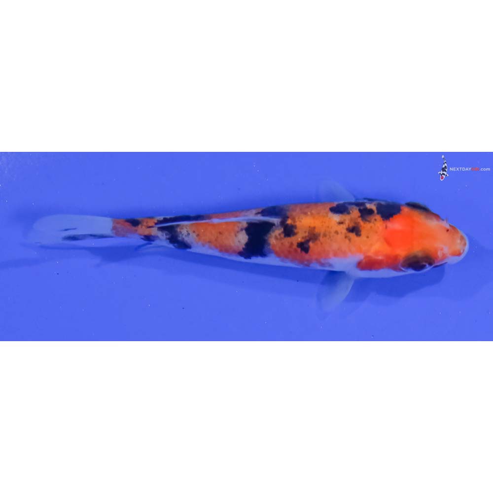 3” Imported Aka Sanke