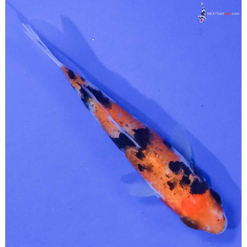 3” Imported Aka Sanke