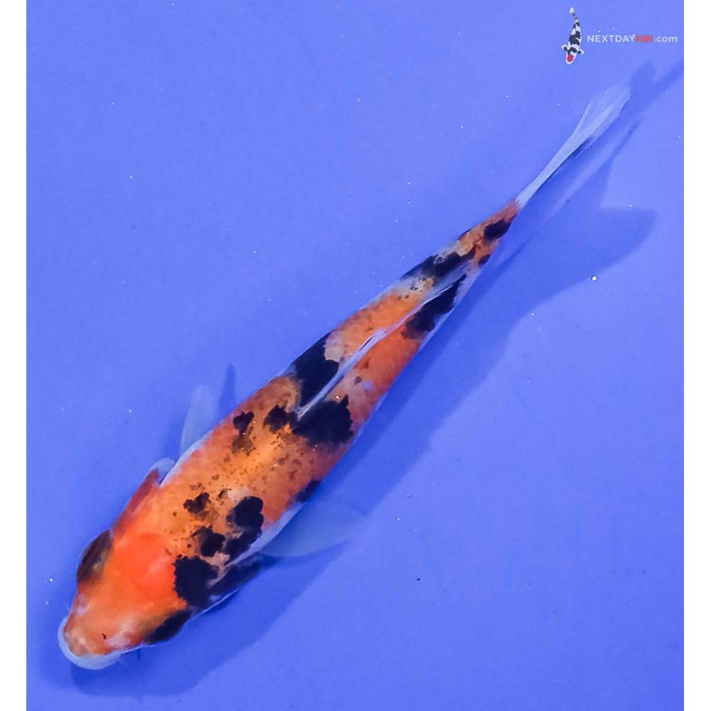 3” Imported Aka Sanke