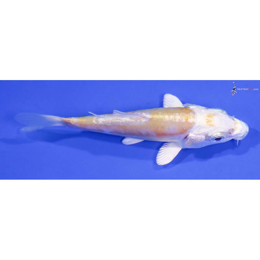 3” Imported Doitsu Lemon Hariwake