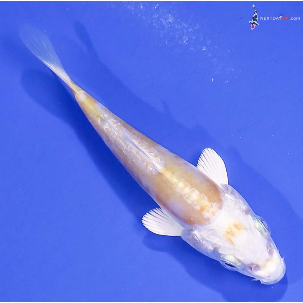 3” Imported Doitsu Lemon Hariwake