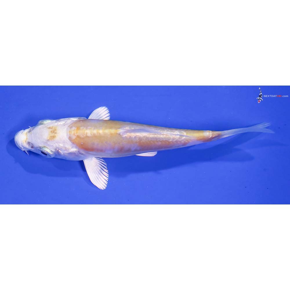 3” Imported Doitsu Lemon Hariwake