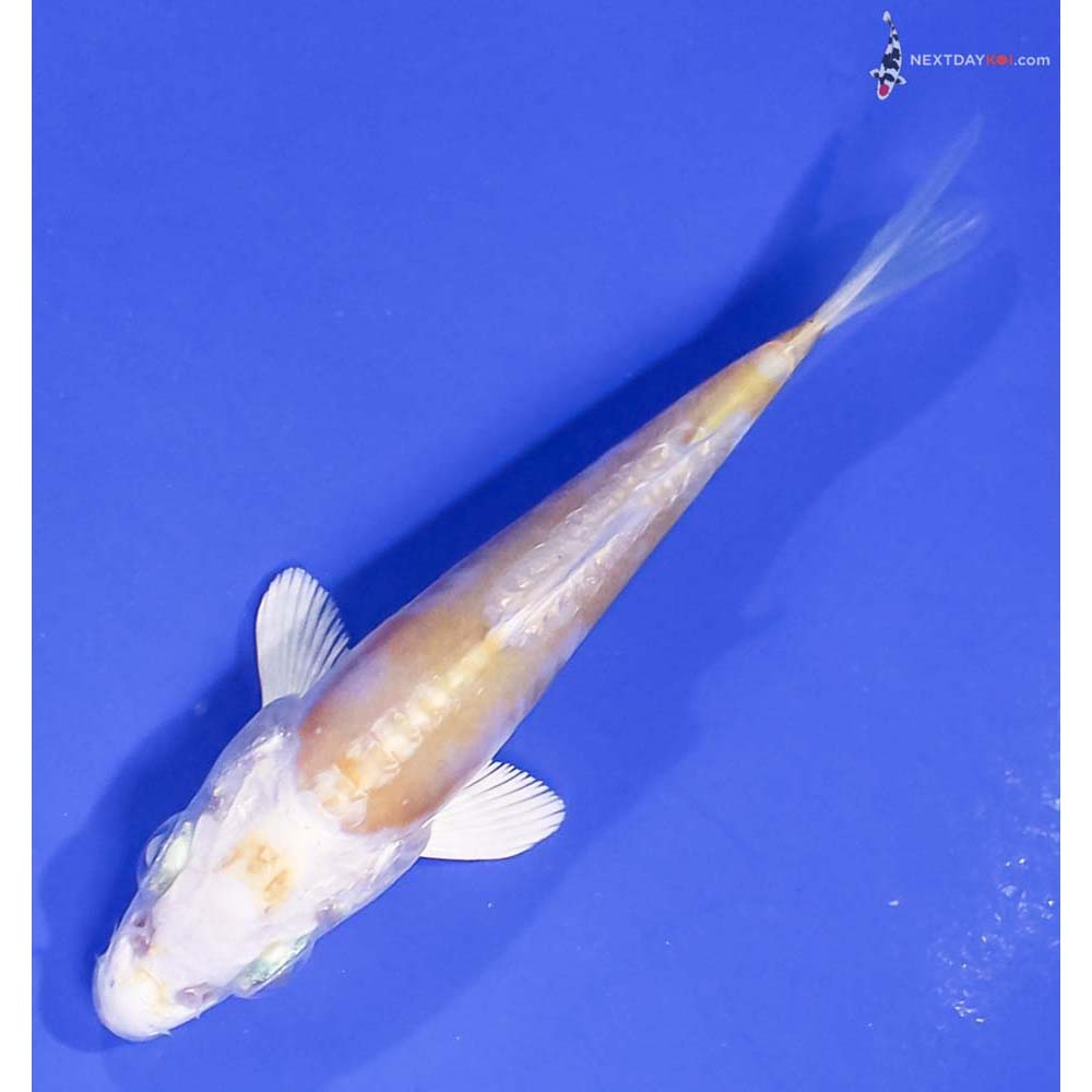 3” Imported Doitsu Lemon Hariwake