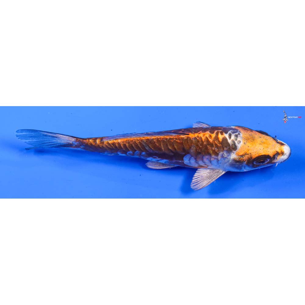 5” Imported Doitsu Kujaku