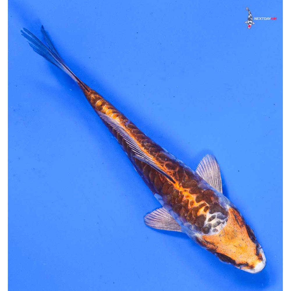 5” Imported Doitsu Kujaku