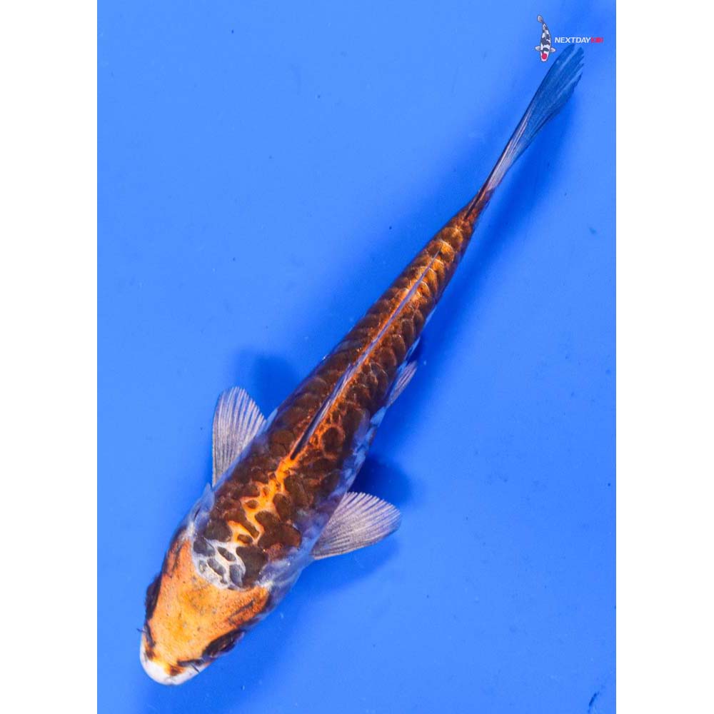 5” Imported Doitsu Kujaku