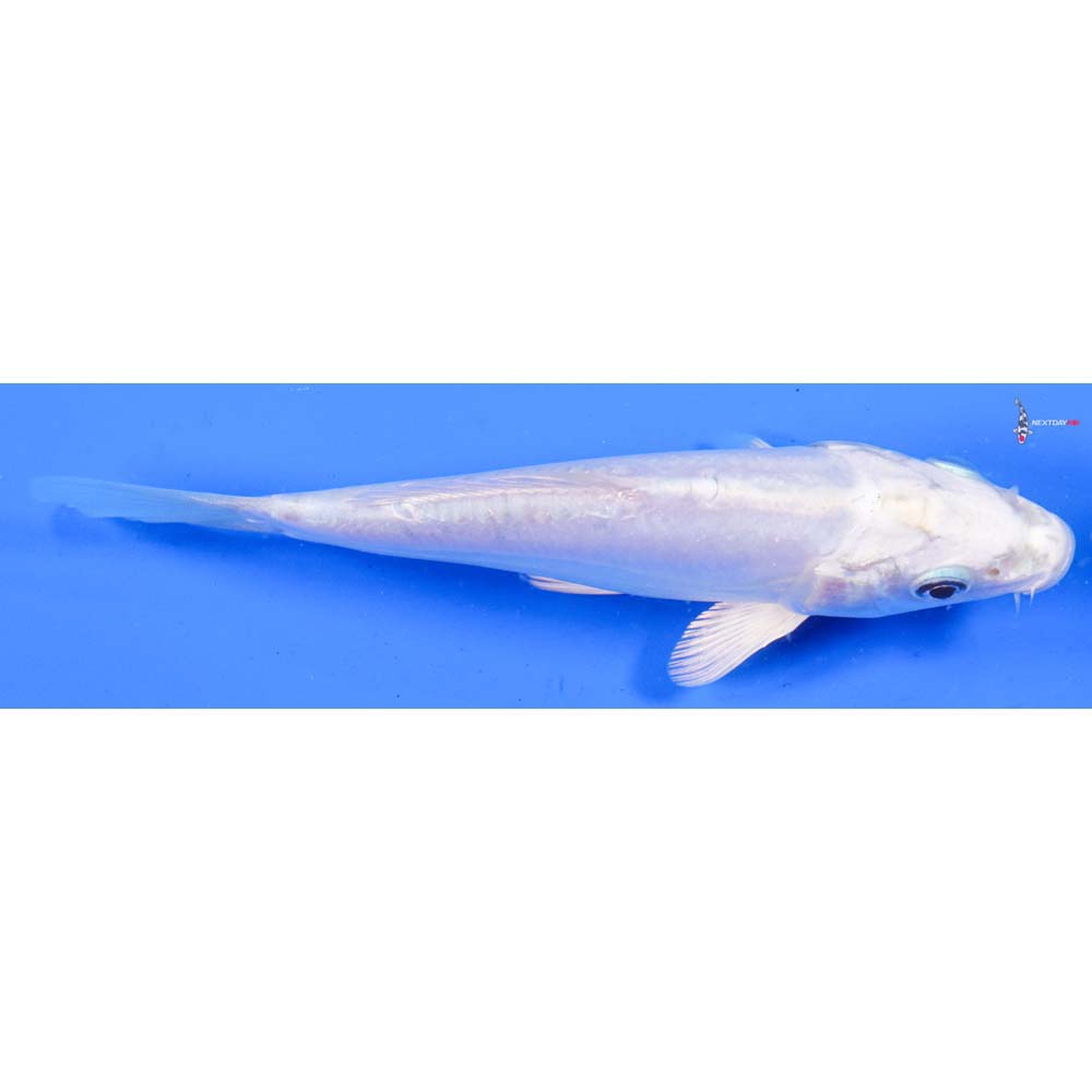 5.5” Imported Doitsu Platinum Ogon