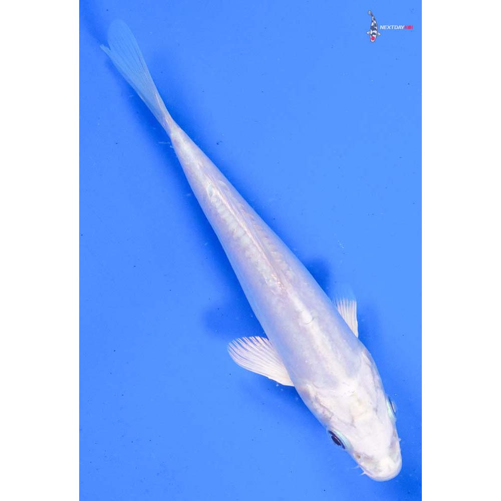 5.5” Imported Doitsu Platinum Ogon