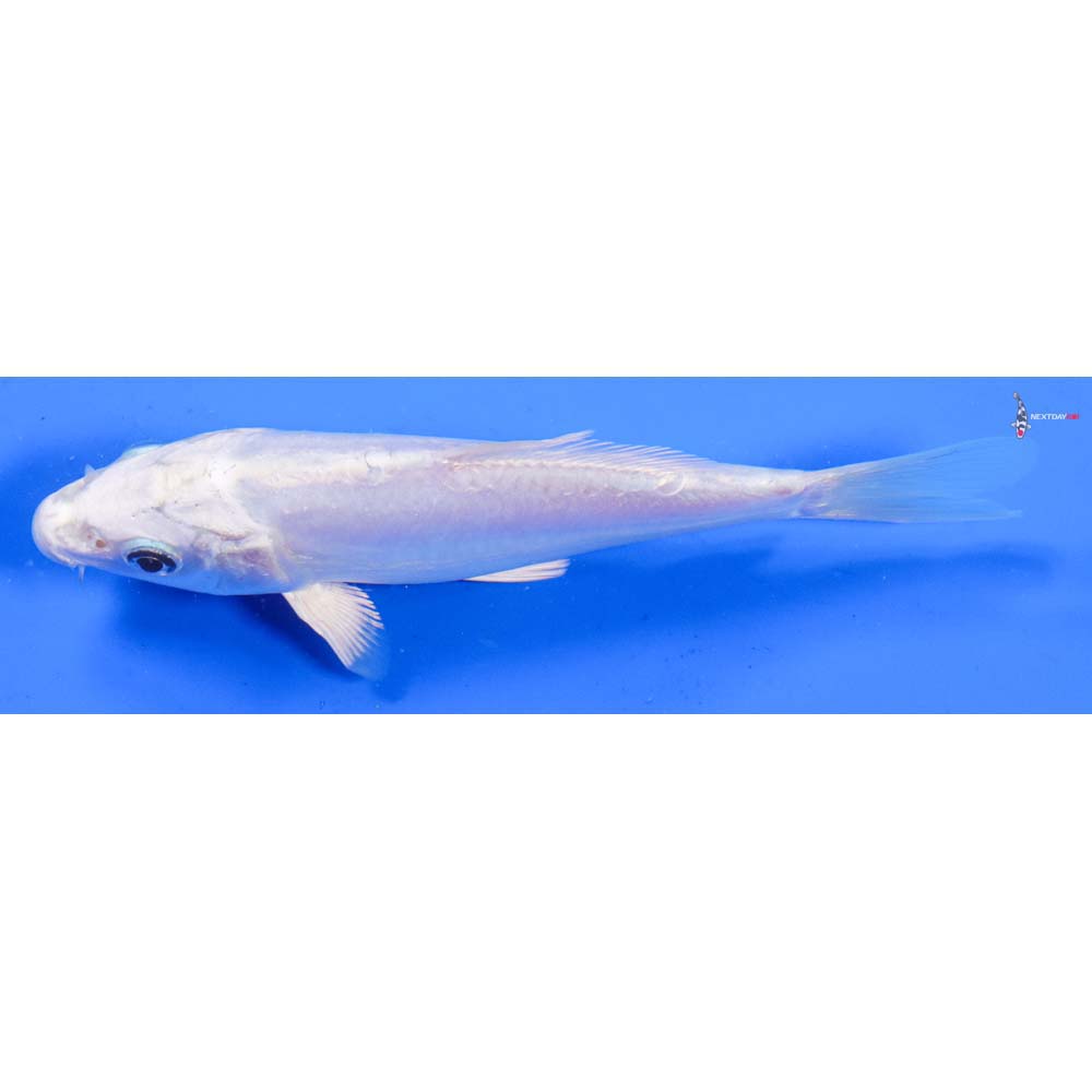 5.5” Imported Doitsu Platinum Ogon