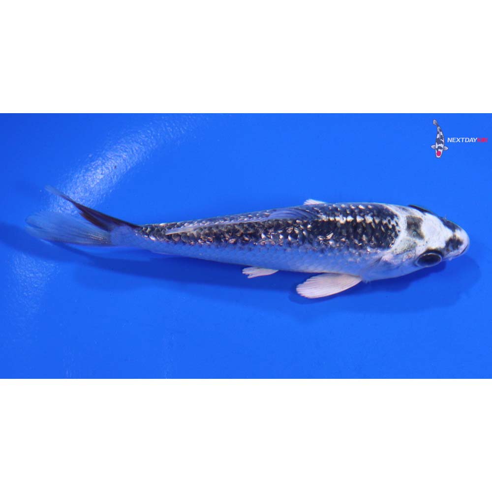 4” Imported Gin Rin Gin Matsuba