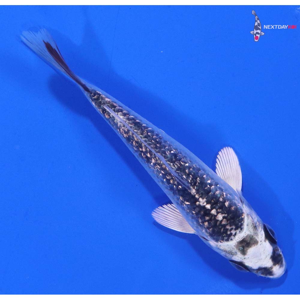 4” Imported Gin Rin Gin Matsuba