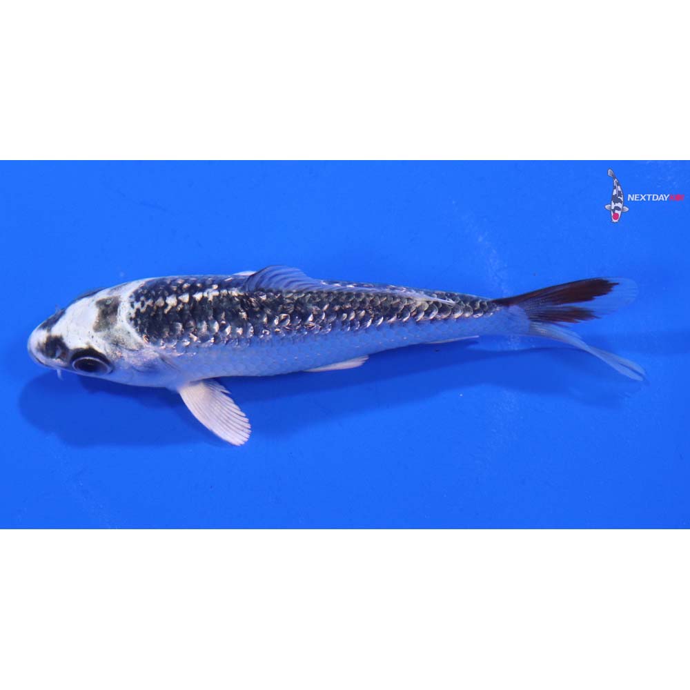 4” Imported Gin Rin Gin Matsuba