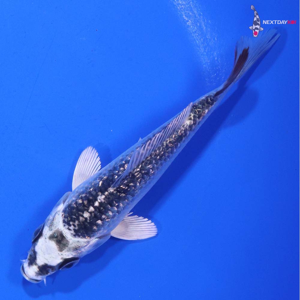 4” Imported Gin Rin Gin Matsuba