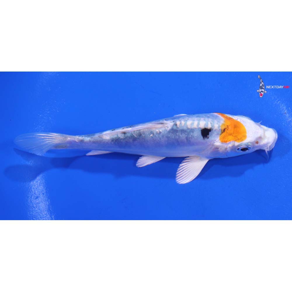 4” Imported Heisei Nishiki