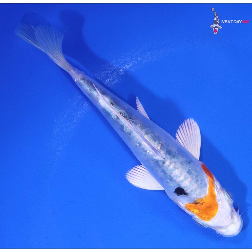 4” Imported Heisei Nishiki