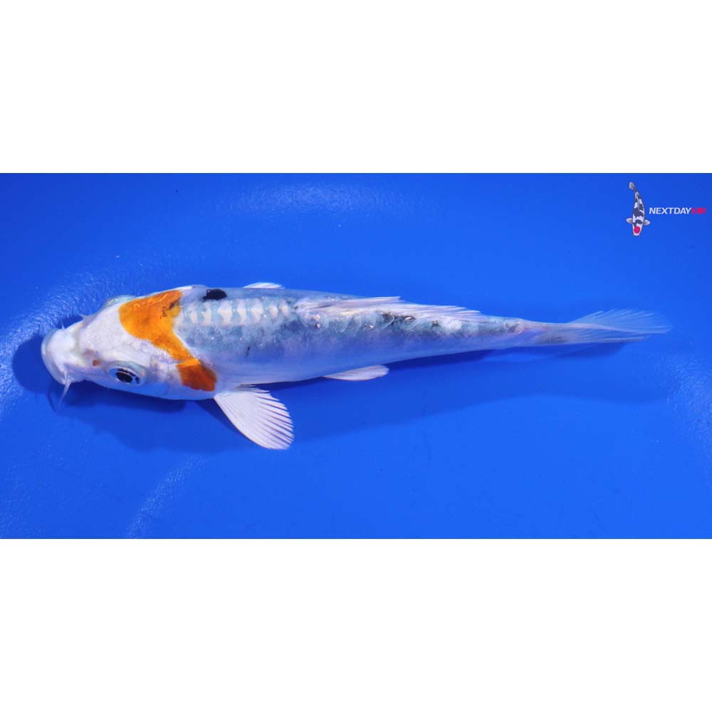 4” Imported Heisei Nishiki