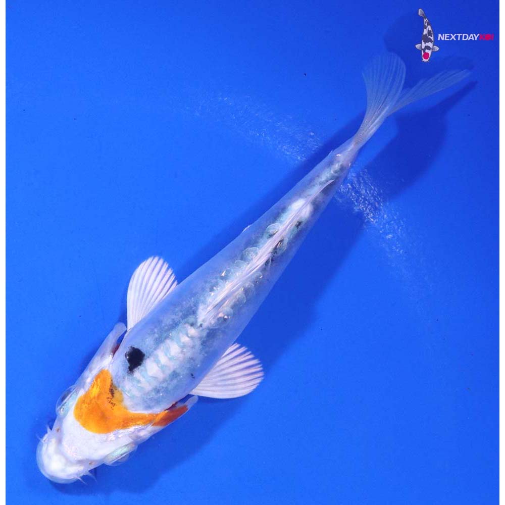 4” Imported Heisei Nishiki