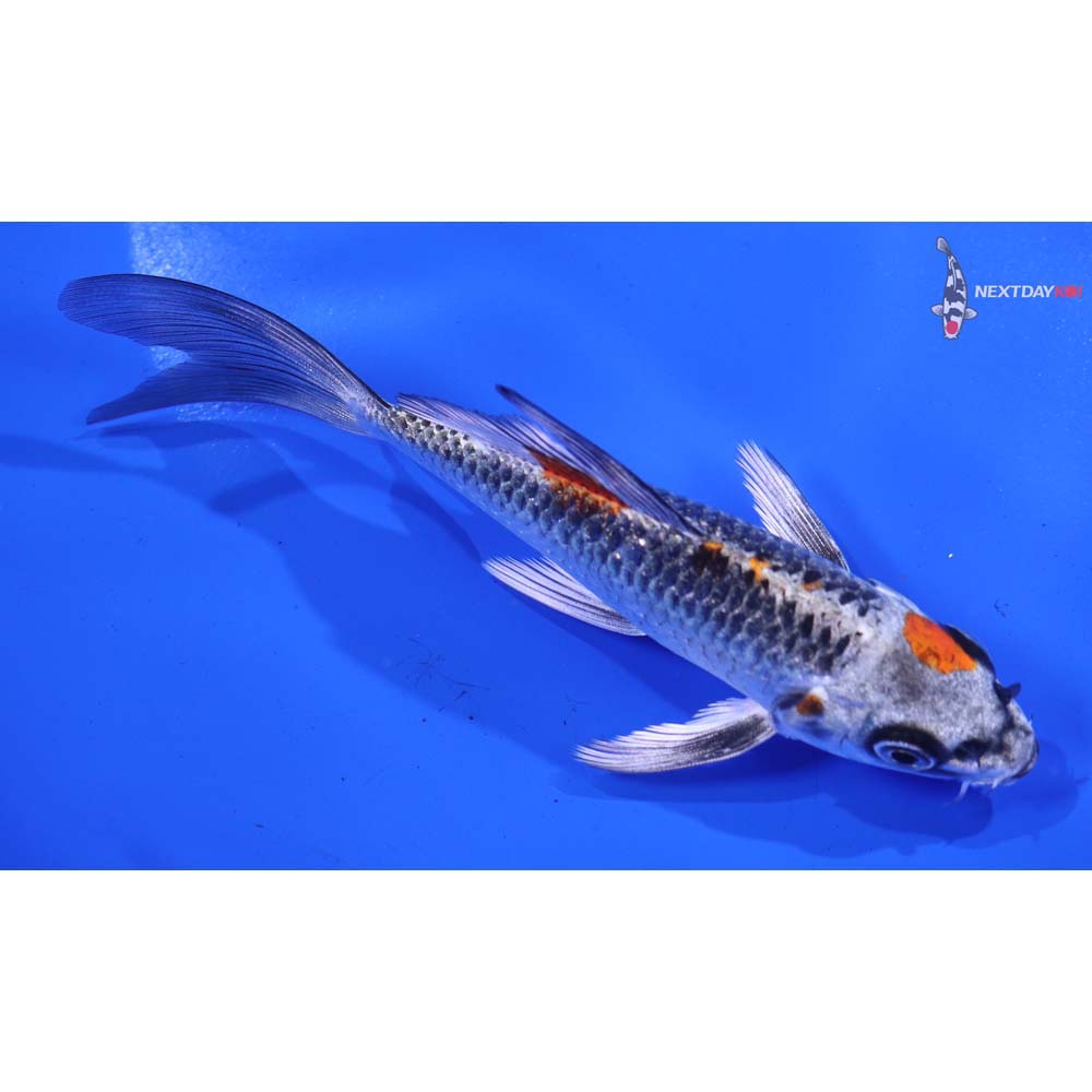 5” Imported Kujaku Butterfly Koi