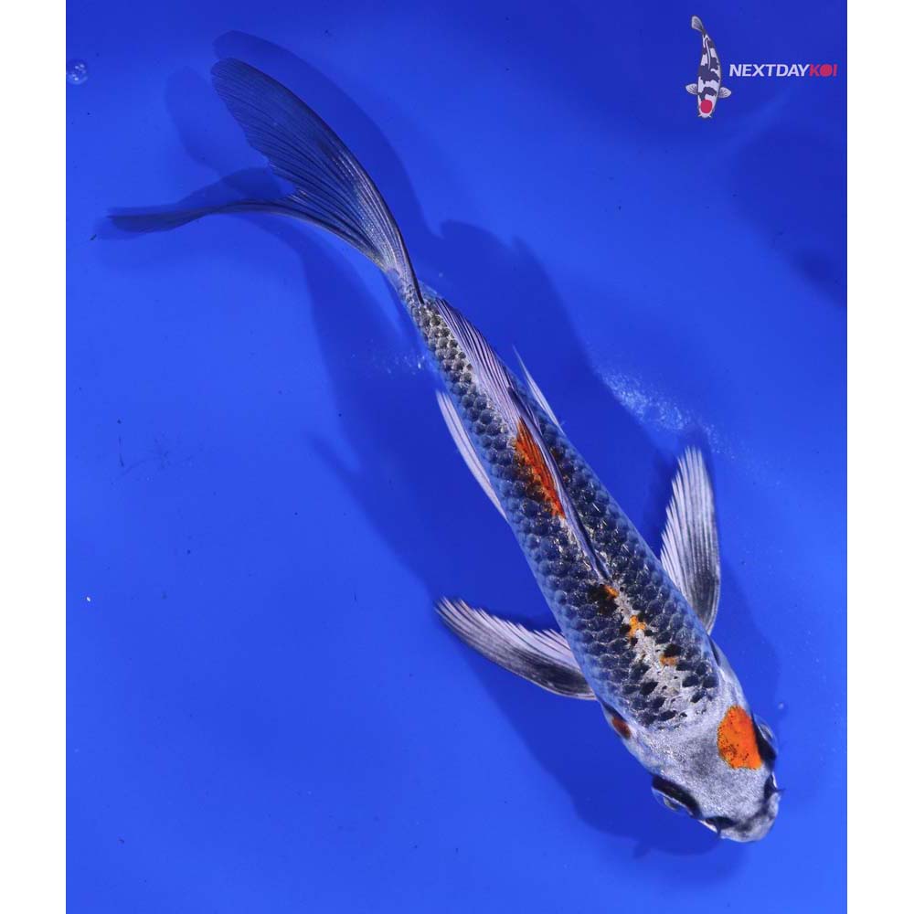 5” Imported Kujaku Butterfly Koi