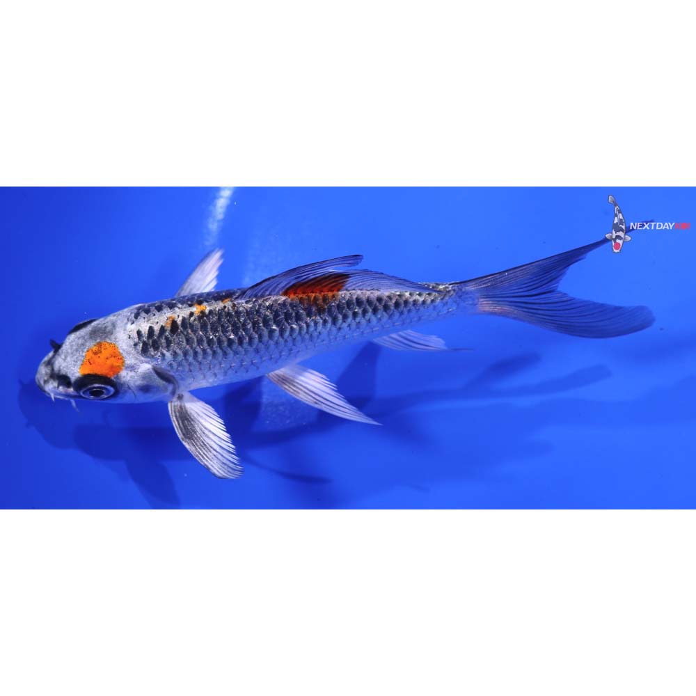 5” Imported Kujaku Butterfly Koi