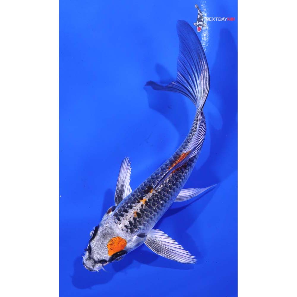 5” Imported Kujaku Butterfly Koi