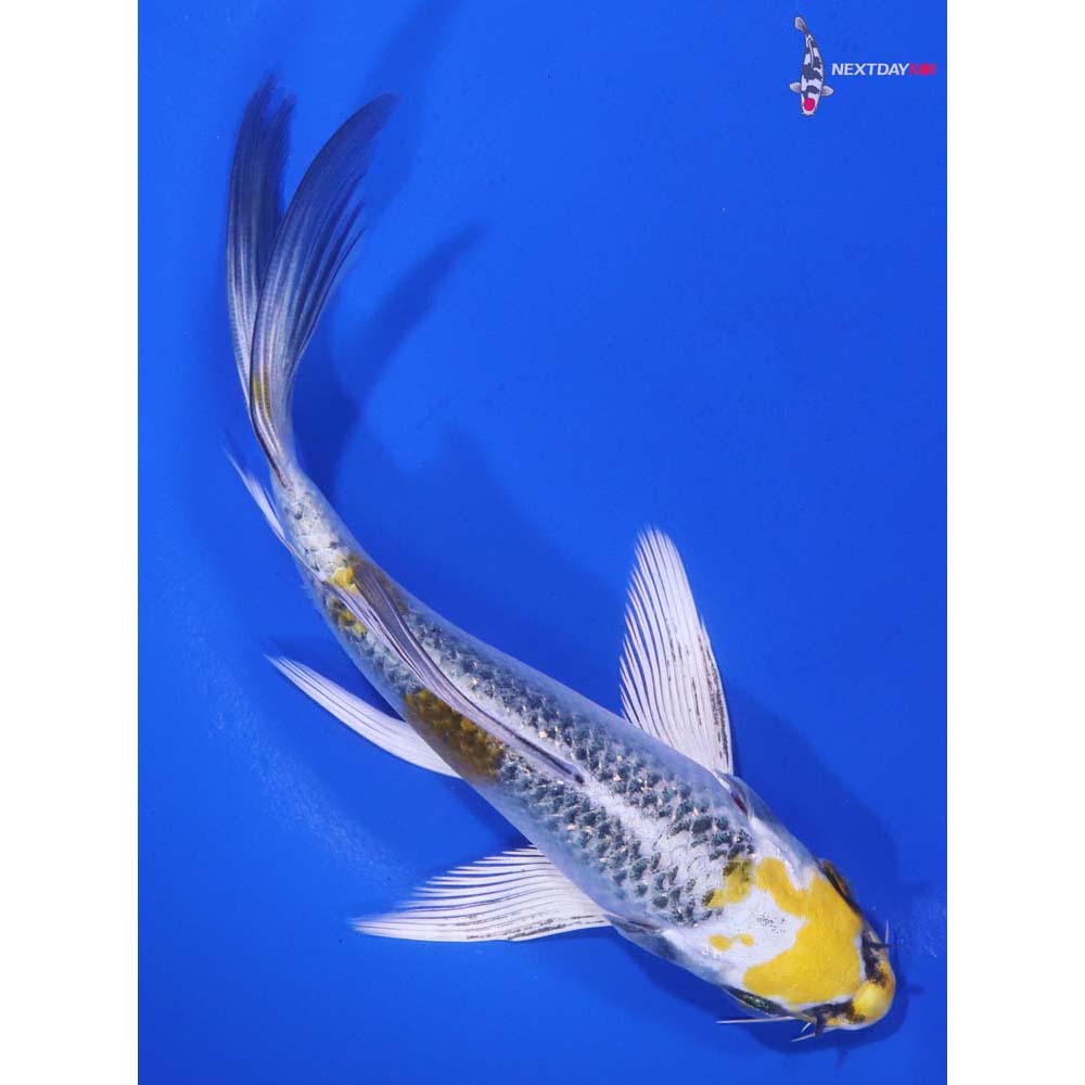 6” Imported Kujaku Butterfly Koi