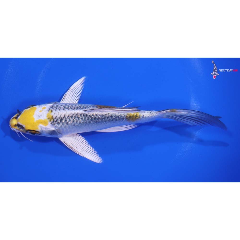 6” Imported Kujaku Butterfly Koi