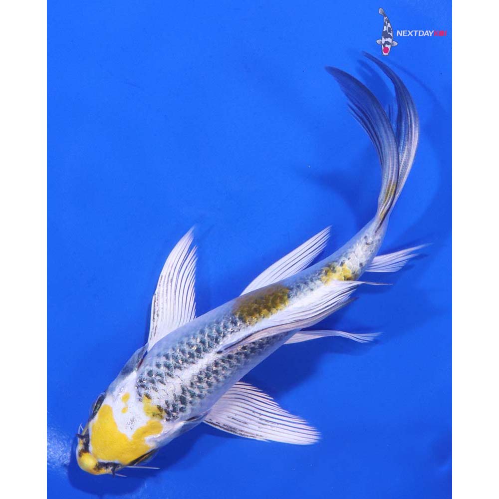 6” Imported Kujaku Butterfly Koi