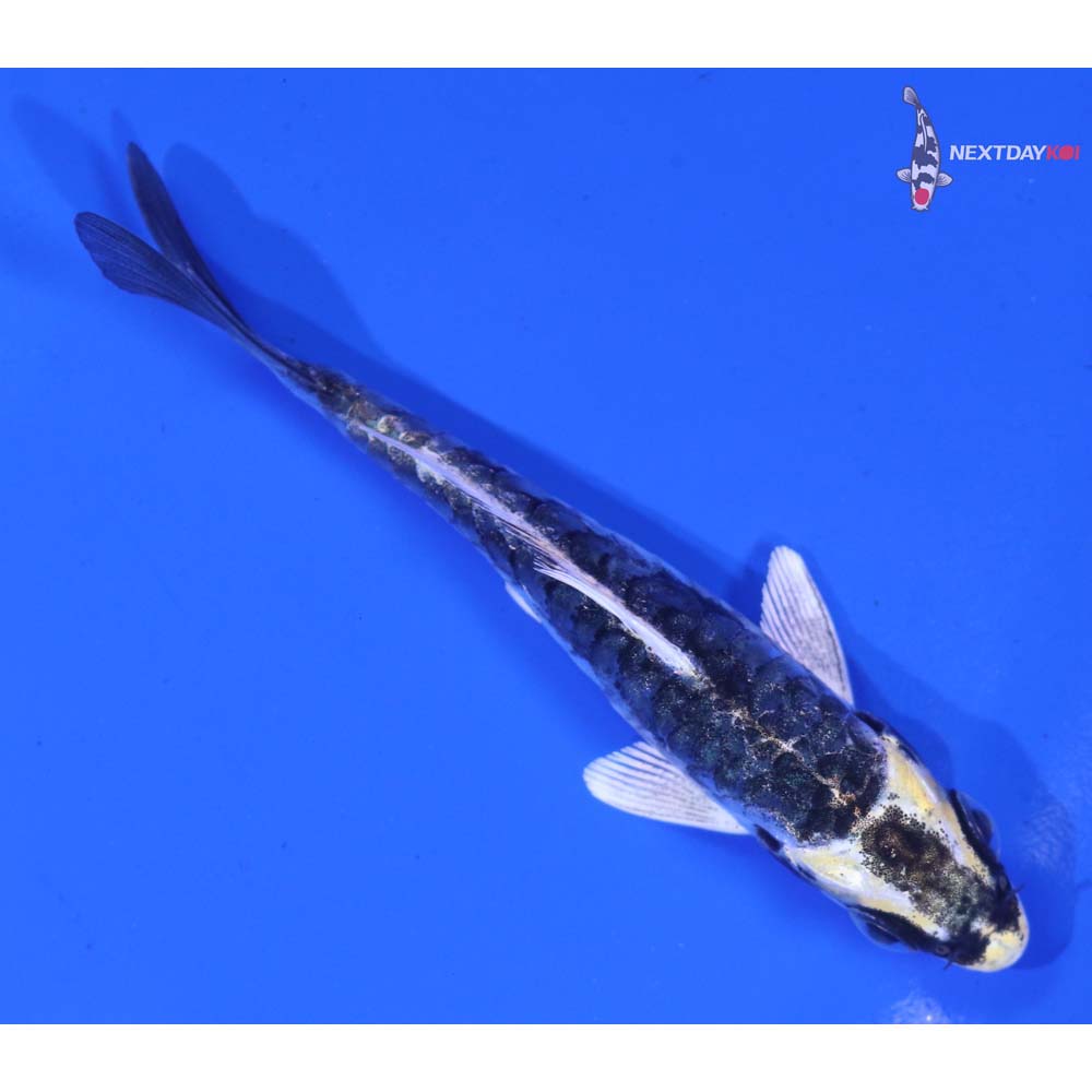 3.5” Imported Armor Scaled Kujaku